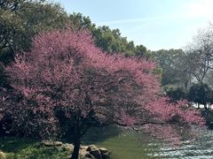 -中国茶叶博物馆(双峰馆区)