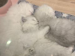 -BABIT巴比特宠物(MOMOPARK店)