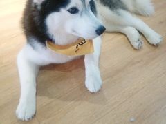 -Husky Go! 哈士奇体验馆·宠物咖啡厅狗咖