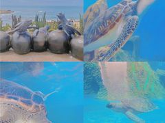 -广东惠东海龟国家级自然保护区