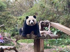 -广州长隆野生动物世界