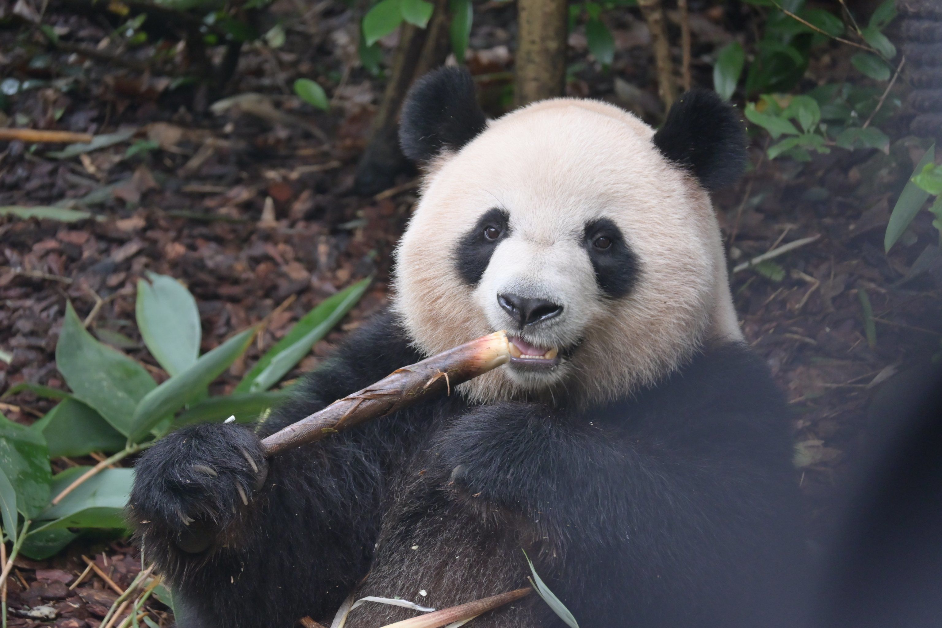 都江堰大熊猫基地