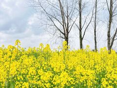 -三圣花乡旅游区