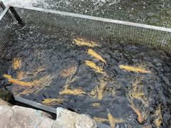 -京北渔家傲