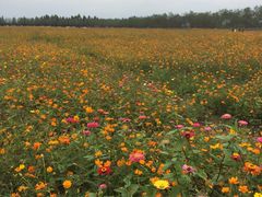 -漩门湾国家湿地公园