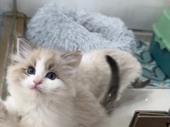 -糯米喵星人总部直营旗舰店·猫舍·幼猫出售