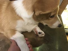 -more than meow吴止猫主题餐厅(承德 中船汇店)