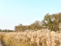 -西青郊野公园