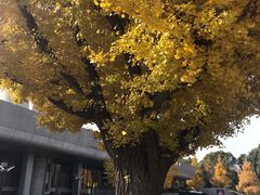 -东京国立博物馆