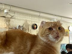 -平行世界·猫咖(首经贸店)