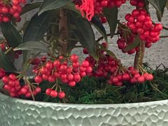 -龙大花卉苗木市场