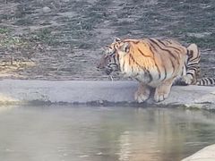 -泉州海丝野生动物世界