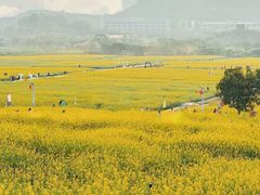 -光明小镇欢乐田园