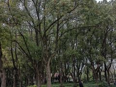 -新虹桥中心花园