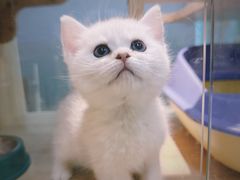 -BABIT巴比特宠物(MOMOPARK店)