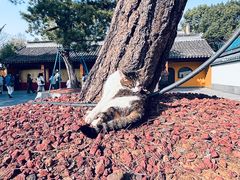 -龙华素斋(龙华路店)