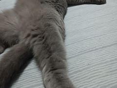 -艾吉宠物医院·疑难杂症转诊中心·猫友好(碧江路院)