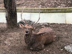 -清迈夜间动物园