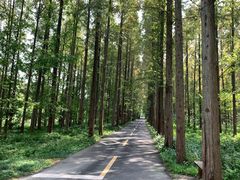 -黄海国家森林公园