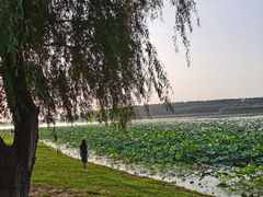 -丁香湖公园