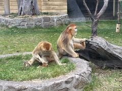 -西安秦岭野生动物园