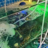 宁波鼓楼最好吃的面条 绝绝子