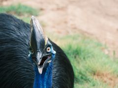 -西霞口神雕山野生动物世界