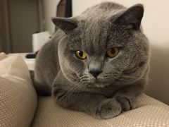 -宠爱国际动物医院· 猫科· 外科·中兽医(长白店)