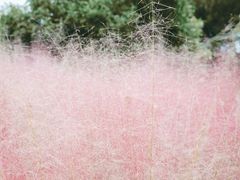 -梁鸿国家湿地公园