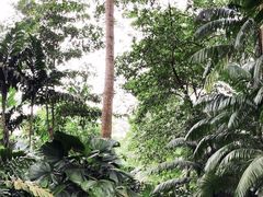 -新加坡植物园