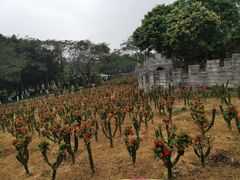 -松山湖梦幻百花洲