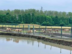 -溱湖国家湿地公园