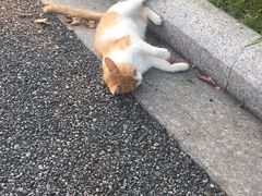 -吉丁鸟咖·异宠·寄养