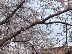 -桃花堤公园