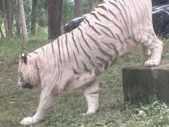 -秦皇岛野生动物园