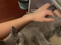 -翊宠yipet猫狗购宠庄园犬舍•猫舍