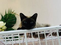 -藏猫猫咖啡主题馆(中央大道店)