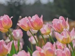 -深圳市中科院仙湖植物园