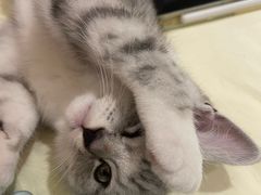 -佳雯宠物医院·皮肤科·内外科(春晓路分院)