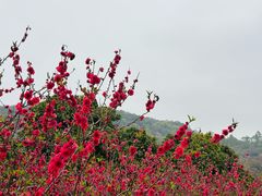 -南国桃园旅游度假区