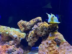 -上海海洋水族馆