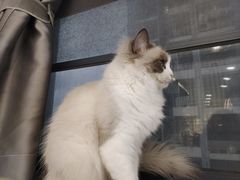 -喵园·猫主题咖啡厅·撸猫·猫咖(国贸店)