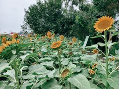 -中国天府农业博览园