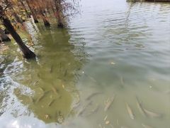 -海珠湖公园