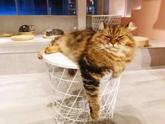 -猫儿山۰猫主题餐厅