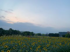 -光明小镇欢乐田园