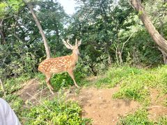 -大连森林动物园