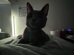 -瑞鹏宠物医院·骨科·猫科·内科(第一中心)