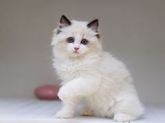 -lincat·猫舍(广州店)