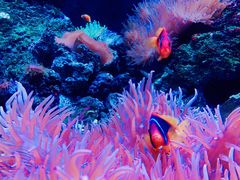 -成都浩海立方海洋公园